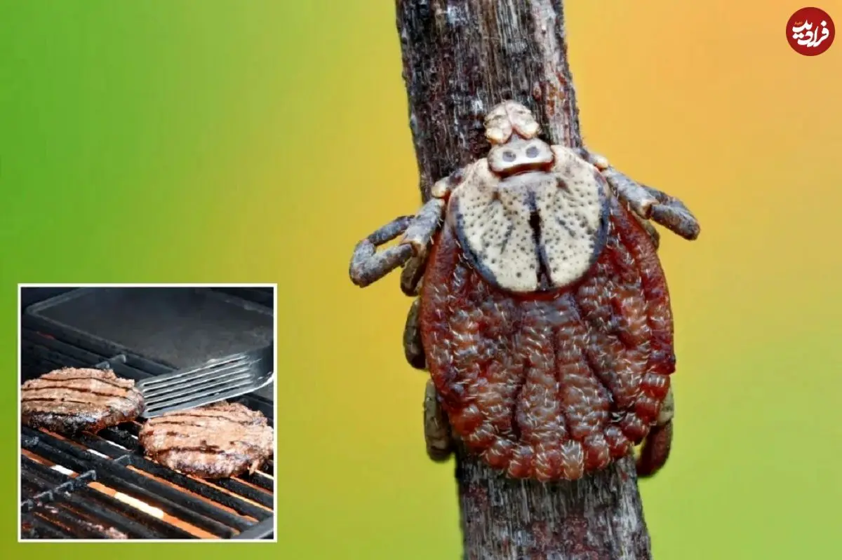 حساسیت به گوشت قرمز به خاطر گزش «کنه ستاره تنها» باعث مرگ مرد ۴۷ ساله شد