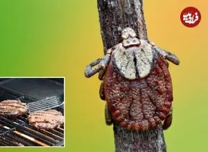 حساسیت به گوشت قرمز به خاطر گزش «کنه ستاره تنها» باعث مرگ مرد ۴۷ ساله شد