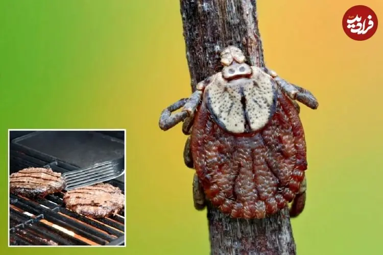 حساسیت به گوشت قرمز به خاطر گزش «کنه ستاره تنها» باعث مرگ مرد ۴۷ ساله شد