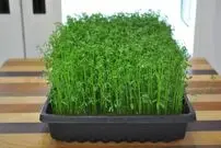 راهنمای کامل کاشت سبزه عدس برای سفره هفت سین