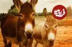 درسی که دانشمندان - برای یافتن آب در بیابان - از الاغ‌ها آموختند
