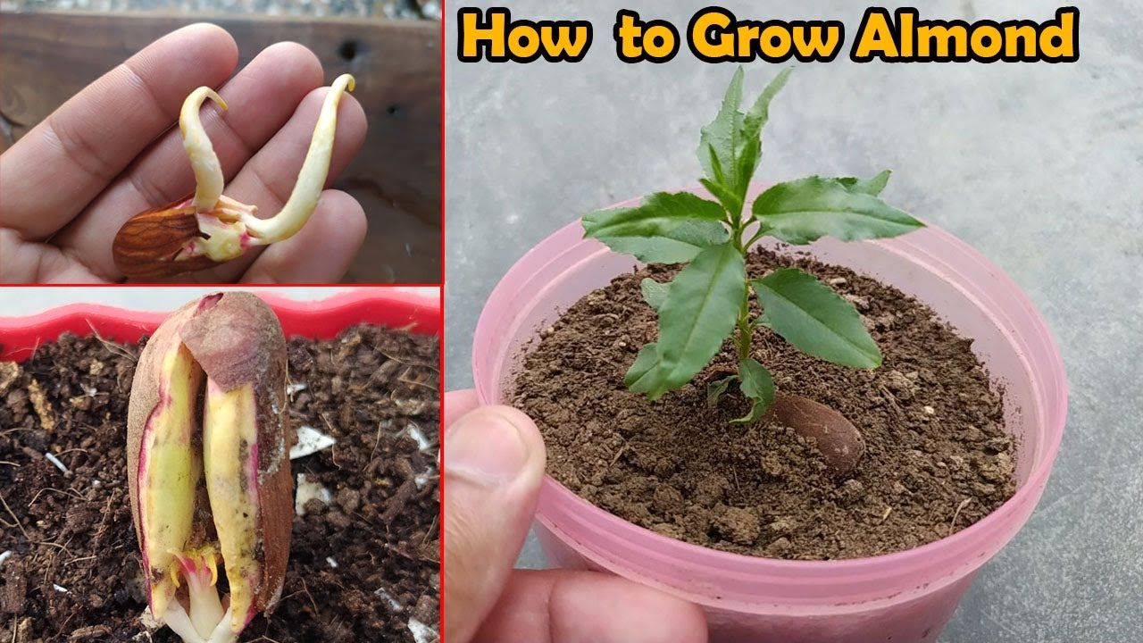 (ویدئو) روشی ساده و جالب برای کاشت بادام درختی در خانه از طریق دانه