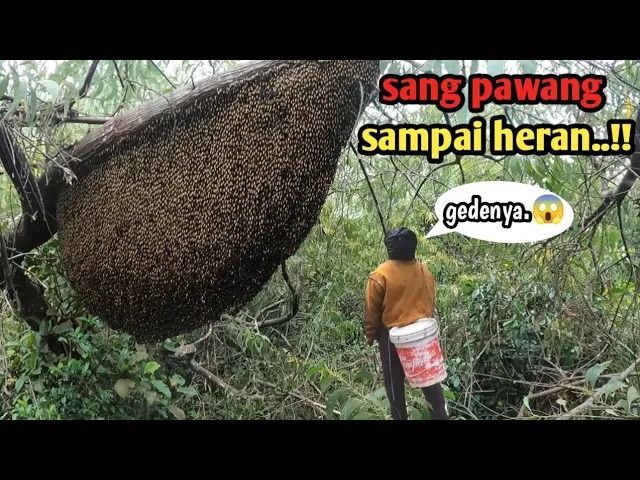 (ویدئو) شکار بزرگترین عسل درختی جهان توسط این مرد جوان اندونزیایی