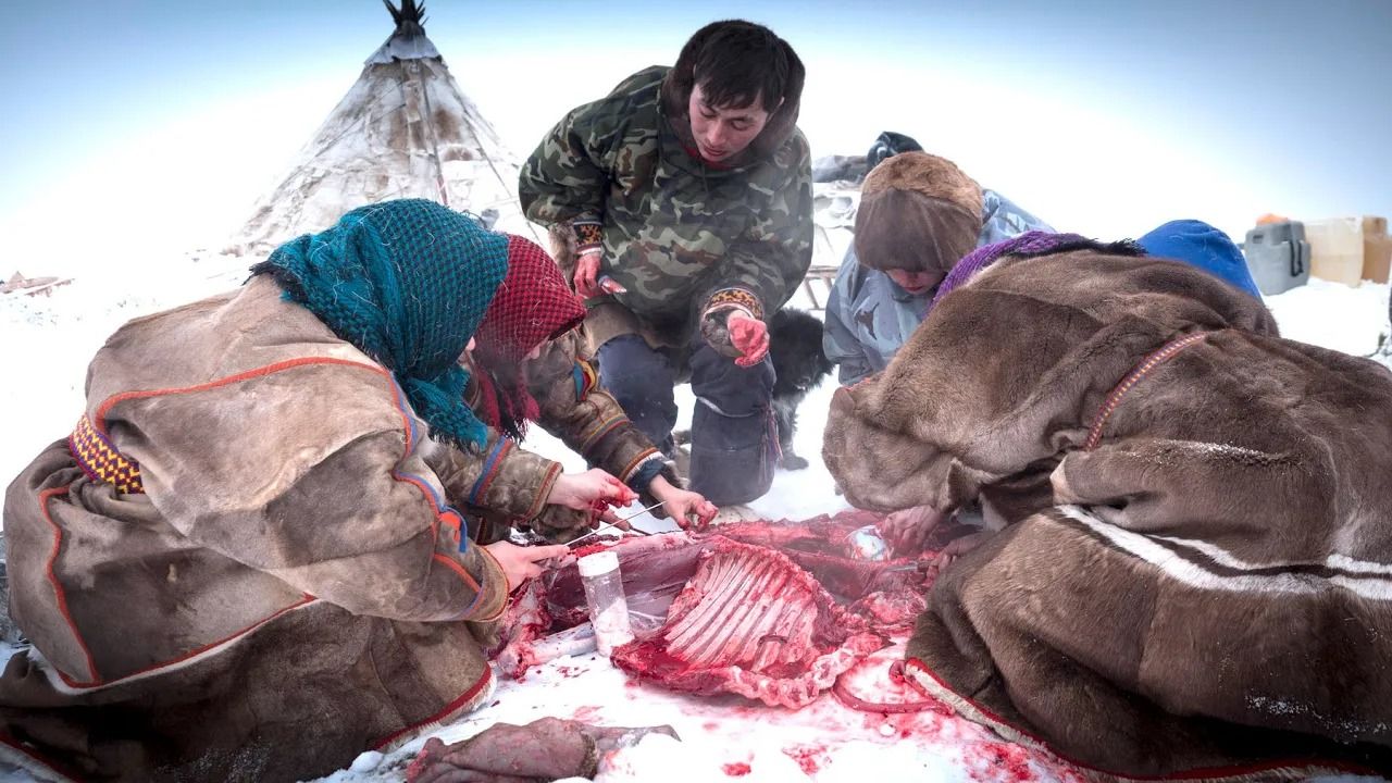 (ویدئو) سلاخی گوزن و خام خواری یک خانواده عشایر ننت در شمال روسیه