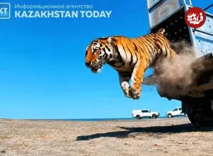 ببینید| بازگشت ببرها به دشت‌های قزاقستان پس از ۷۰ سال