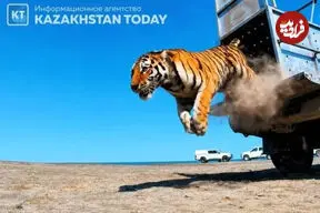 ببینید| بازگشت ببرها به دشت‌های قزاقستان پس از ۷۰ سال