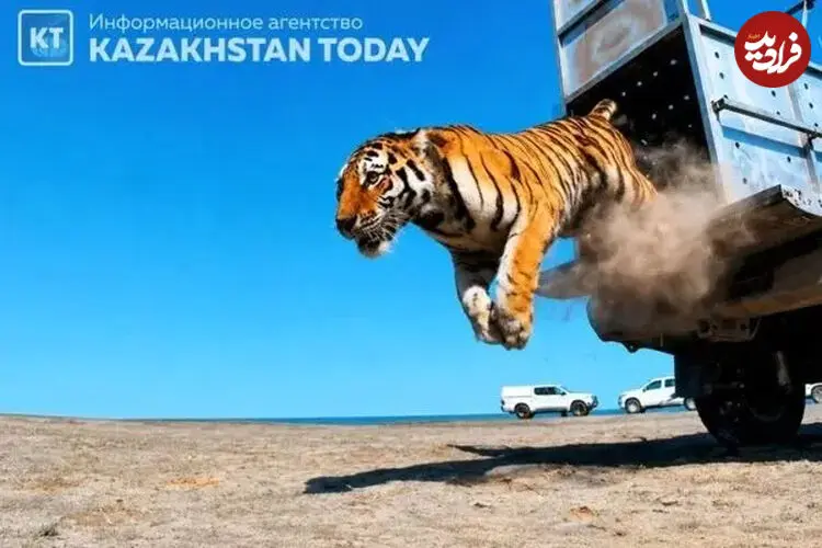 ببینید| بازگشت ببرها به دشت‌های قزاقستان پس از ۷۰ سال