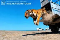 ببینید| بازگشت ببرها به دشت‌های قزاقستان پس از ۷۰ سال