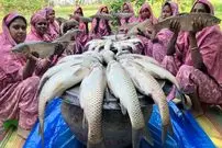 ببینید| غذای روستایی در هند؛ پخت خوراک کاری با 60 کیلوگرم ماهی کپور توسط 15 آشپز