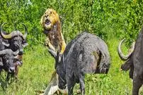 ببینید| حمله وحشیانه بوفالوها به یک شیر نر پیر و تنها