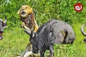 ببینید| حمله وحشیانه بوفالوها به یک شیر نر پیر و تنها