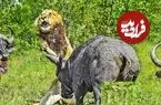 ببینید| حمله وحشیانه بوفالوها به یک شیر نر پیر و تنها