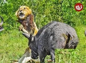 ببینید| حمله وحشیانه بوفالوها به یک شیر نر پیر و تنها