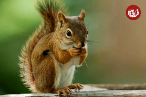 ببینید| لحظه شکار سنجاب نگون‌بخت توسط یک کایوت