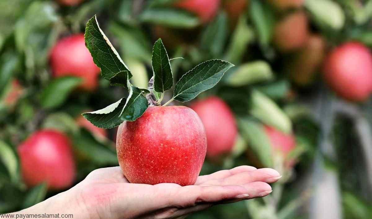 این میوه سرشار از منیزیم ریه شما را نجات می دهد