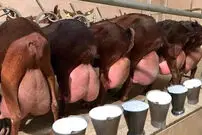 (ویدئو) نگاهی به مزرعه شگفت انگیز پرورش بز و برداشت و فرآوری شیر در کارخانه