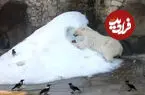 ببینید| ابتکار باغ‌وحش مسکو برای شادابی خرس قطبی