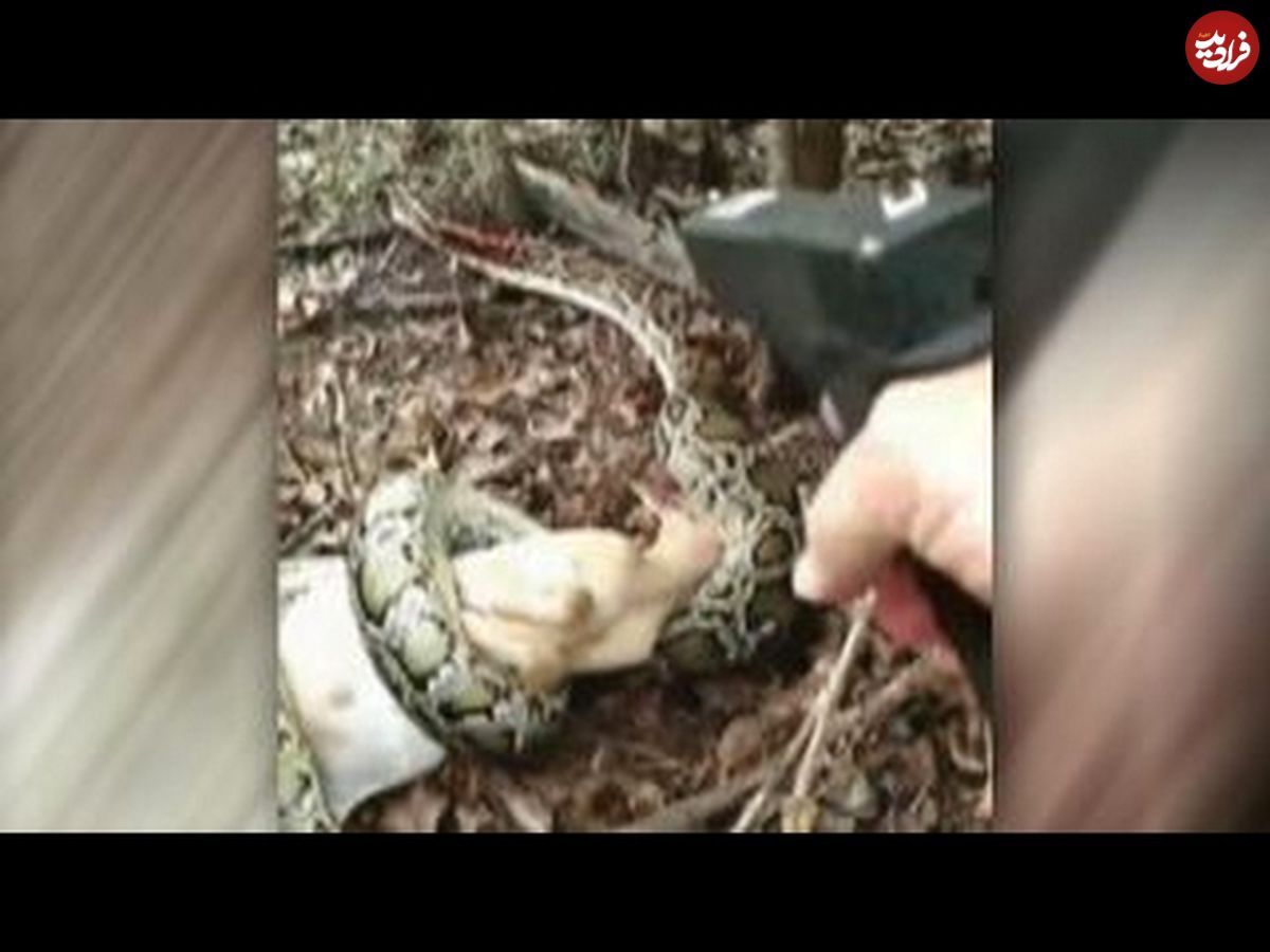 (ویدئو) دامدار خشمگین مار پیتون غول پیکر را هنگام شکار بز خود با گلوله کشت!