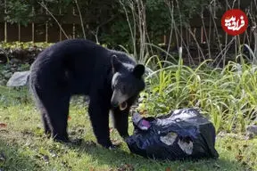 ببینید| خرس کنجکاو در نقش زباله‌گرد