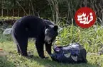 ببینید| خرس کنجکاو در نقش زباله‌گرد