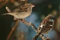 (ویدیو) حرکت زیرکانه یک گنجشک برای فرار از دست چندین گربه