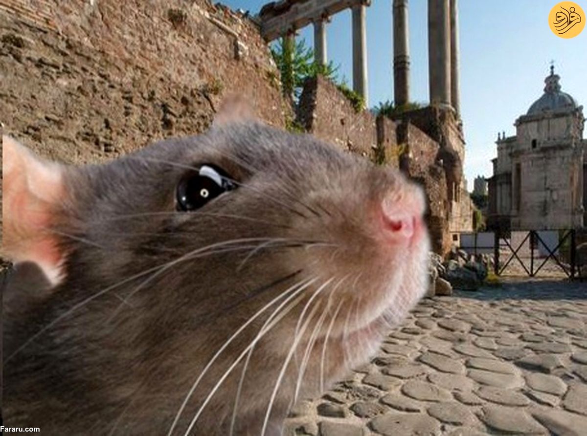 (ویدئو) مقابله با هجوم موش‌ها در کولوسئوم تاریخی رم