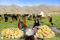 ببینید؛ غذای عشایری در افغانستان؛ پخت یک غذای محلی با سیب زمینی و گوشت