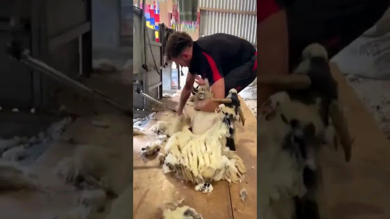 (ویدئو) سرعت و مهارت عجیب این دامدار خارجی در پشم چینی گوسفند در یک دقیقه