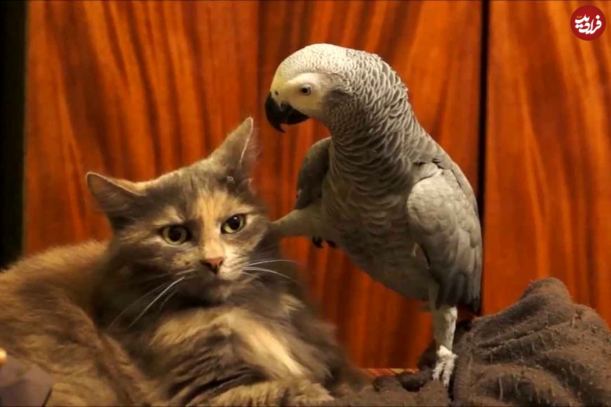 (ویدئو) خفت کردن گربه بیچاره توسط طوطی قلدر!