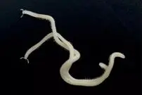 (عکس) شناسایی یک گونه ناشناخته جانور با ۴۸۶ پا!