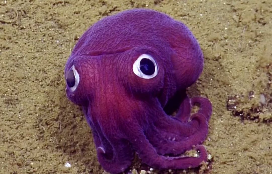 (تصویر) این ماهی مرکب از دل انیمیشن‌ها بیرون آمده!