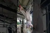 (ویدئو) عملیات جداسازی پوست از گوشت گاو غول پیکر در یک کشتارگاه صنعتی
