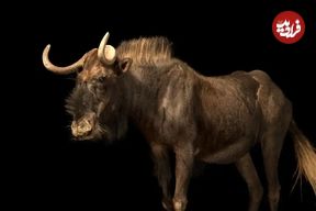 تصاویر؛ کل یال‌دار سیاه؛ کل آفریقایی با شاخ‌های خنجر مانند که با سرعت اسب می‌دود و صدایی شبیه قورباغه دارد!