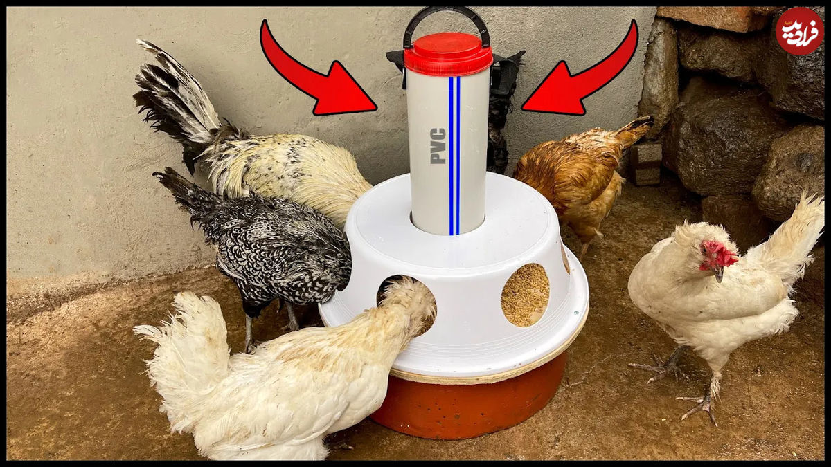 (ویدئو) نحوه درست کردن دانخوری مرغ ها با لوله پلیکا و تشت پلاستیکی 