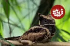 ببینید| شبگرد گوش دار بزرگ؛ پرنده ای که بیشتر شبیه یک بچه اژدهاست!