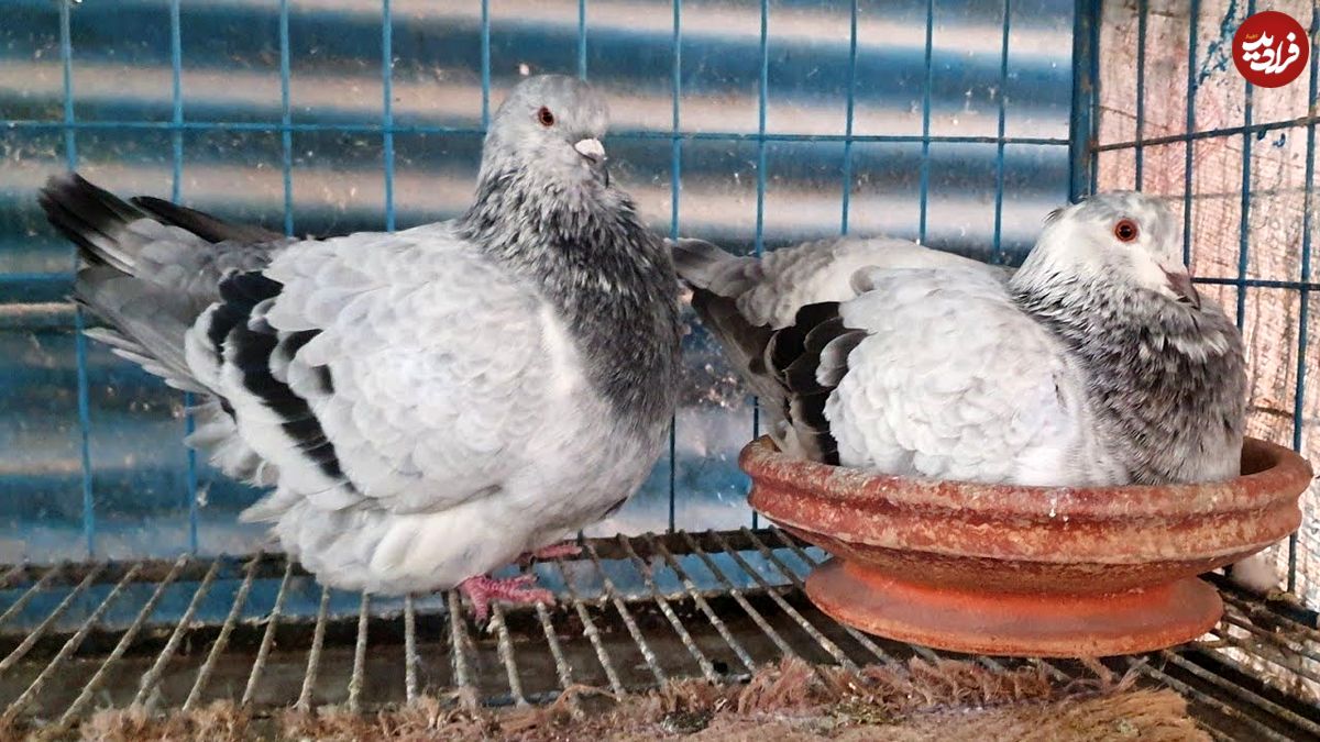 (ویدئو) بزرگترین کبوتر جهان با 1.1 کیلوگرم وزن؛ کبوتری به اندازه مرغ!