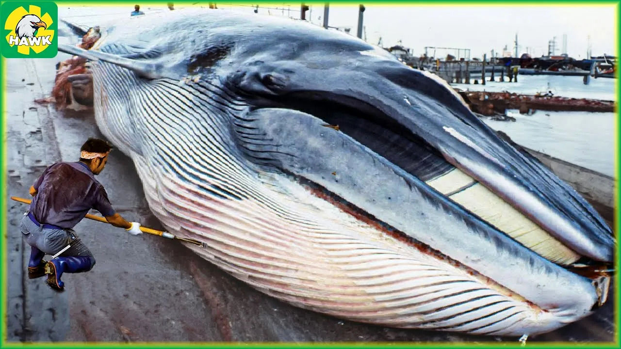 (ویدئو) فرآیند صید، برش و پردازش گوشت نهنگ در ژاپن