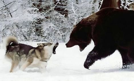 (ویدئو) پناه بردن یک خرس از ترس گرگ های وحشی به بالای درخت