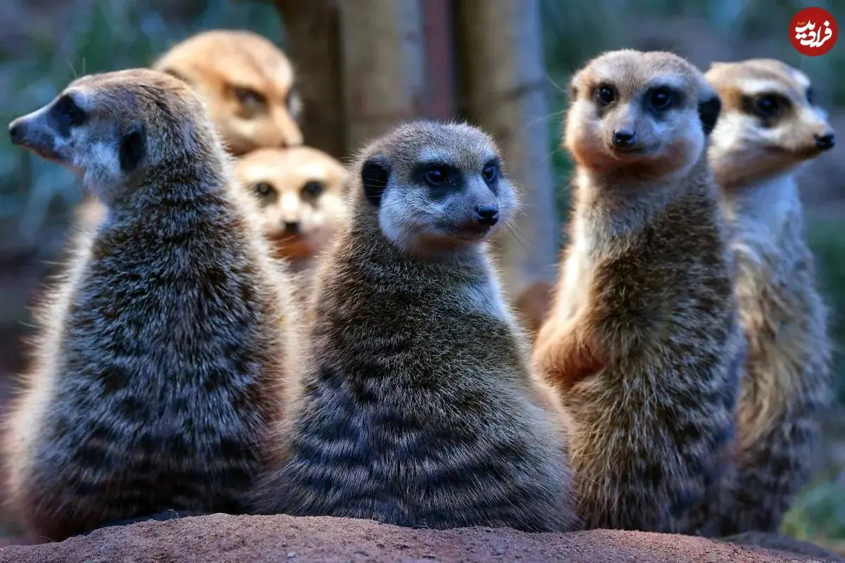 جدول؛ انسان‌ها در مقایسه با سایر پستانداران، چقدر به همسرانشان وفادار هستند؟