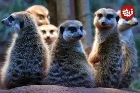 جدول؛ انسان‌ها در مقایسه با سایر پستانداران، چقدر به همسرانشان وفادار هستند؟