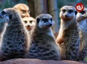 جدول؛ انسان‌ها در مقایسه با سایر پستانداران، چقدر به همسرانشان وفادار هستند؟