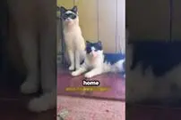 (ویدئو) مشاهده یک گربه عجیب خیابانی؛ گربه زورو!
