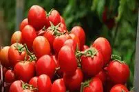نقش گوجه فرنگی در سلامت لثه