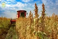 ببینید| مراحل دیدنی برداشت کنجد و تولید روغن کنجد، تاهینی و حلوا در چین