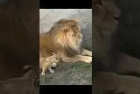 (ویدئو) وقتی توله شیر بازیگوش پدر را می ترساند و می خندد!