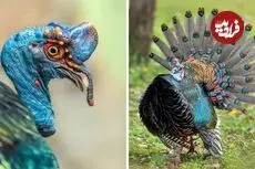 ببینید| بوقلمون خال چشمی؛ پرنده ای که زیبایی اش شما را شگفت زده می کند!