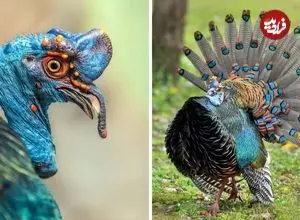 ببینید| بوقلمون خال چشمی؛ پرنده ای که زیبایی اش شما را شگفت زده می کند!