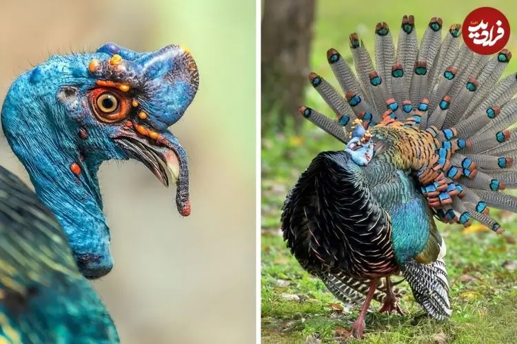 ببینید| بوقلمون خال چشمی؛ پرنده ای که زیبایی اش شما را شگفت زده می کند!