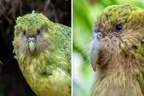 ببینید| کاکاپو؛ طوطی نادری که قادر به پرواز نیست!