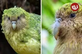 ببینید| کاکاپو؛ طوطی نادری که قادر به پرواز نیست!